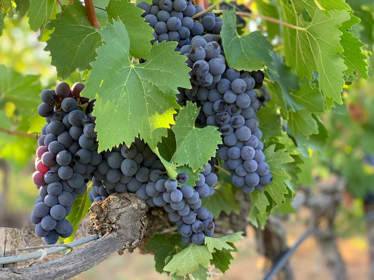 Uvas tintas roxas ricas em resveratrol, antioxidante natural para pele e longevidade
